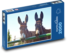 Osły - zwierzęta, zagroda Puzzle 2000 elementów - 90x60 cm