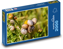 Snails - shellfish, nature Puzzle 2000 pieces - 90 x 60 cm