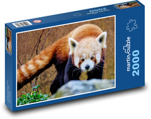 Panda červená - zviera. zoo Puzzle 2000 dielikov - 90 x 60 cm