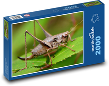 Saranče - hmyz, príroda Puzzle 2000 dielikov - 90 x 60 cm