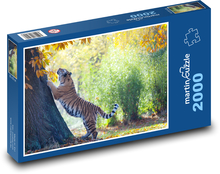 Tiger amurský - dravec, cicavec Puzzle 2000 dielikov - 90 x 60 cm