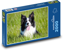 Border kólia - pes, ovčiak Puzzle 2000 dielikov - 90 x 60 cm