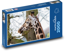 Žirafa - rohy, dlhý krk Puzzle 2000 dielikov - 90 x 60 cm
