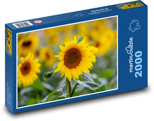 Slunečnice - žluté květiny, rostliny  Puzzle 2000 dílků - 90 x 60 cm