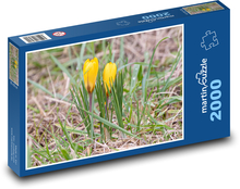 Żółte krokusy - rośliny, kwiaty Puzzle 2000 elementów - 90x60 cm