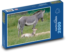 Zebra - mláďa, Afrika Puzzle 2000 dielikov - 90 x 60 cm