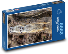 Surikata zblízka - sledování, zvíře Puzzle 2000 dílků - 90 x 60 cm