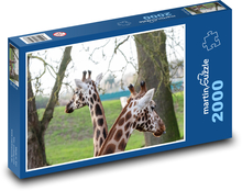 Žirafy - dlhý krk, rohy Puzzle 2000 dielikov - 90 x 60 cm