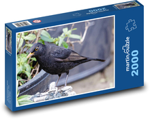 Kos - černý pták, zvíře Puzzle 2000 dílků - 90 x 60 cm
