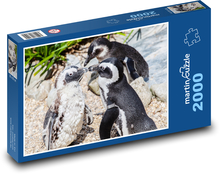Brillenpinguin - Tier, im Zoo Puzzle 2000 Teile - 90 x 60 cm