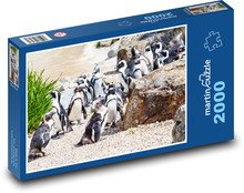 Skupina tučniakov - zoo, tučniak okuliarový Puzzle 2000 dielikov - 90 x 60 cm