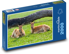 Jeleń - zwierzę, odpoczywa Puzzle 2000 elementów - 90x60 cm
