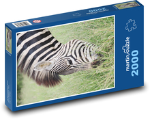 Zebra - pruhované zvíře, Afrika Puzzle 2000 - 90x60 cm