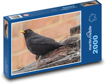 Černý kos - pták, oranžový zobák Puzzle 2000 dílků - 90 x 60 cm