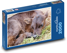 Calf - young cow, animal Puzzle 2000 pieces - 90 x 60 cm