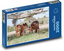 Pasúce sa teľatá - mladé kravy, dobytok Puzzle 2000 dielikov - 90 x 60 cm