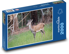 Jeleń - zwierzę, las Puzzle 2000 elementów - 90x60 cm