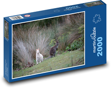 Klokan bílý - zvíře, vačnatec  Puzzle 2000 dílků - 90 x 60 cm