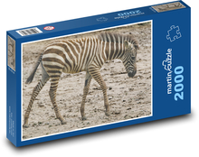 Zebra - dziecko, zwierzę Puzzle 2000 elementów - 90x60 cm