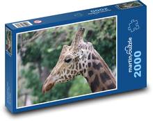 Žirafa - savec, zvíře Puzzle 2000 dílků - 90 x 60 cm