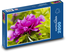 Pivoňka - rostlina, květ Puzzle 2000 dílků - 90 x 60 cm