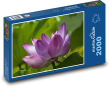Kwiat lotosu - fioletowa roślina, fioletowy kwiat Puzzle 2000 elementów - 90x60 cm
