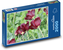 Flowering tulips - flowers, garden Puzzle 2000 pieces - 90 x 60 cm