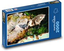 Divoká kachna - pták, voda Puzzle 2000 dílků - 90 x 60 cm