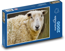 Sheep - animal, mammal Puzzle 2000 pieces - 90 x 60 cm