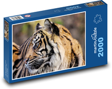 Tygr - divoká kočka, zvíře  Puzzle 2000 dílků - 90 x 60 cm