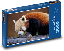 Red panda - animal, mammal Puzzle 2000 pieces - 90 x 60 cm