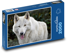 Bílý vlk - divoké zvíře, savec Puzzle 2000 dílků - 90 x 60 cm