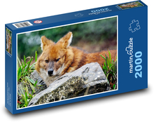 Indický divoký pes - dhoul, zvíře  Puzzle 2000 dílků - 90 x 60 cm