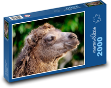 Ťava dvojhrbá - zviera, hlava Puzzle 2000 dielikov - 90 x 60 cm