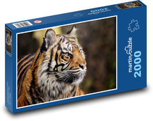 Tygr sumaterský - zvíře, lovec Puzzle 2000 dílků - 90 x 60 cm