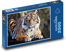 Tiger - große Katze, Tier Puzzle 2000 Teile - 90 x 60 cm