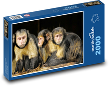 Malpa kapucínská - opice, primát  Puzzle 2000 dílků - 90 x 60 cm