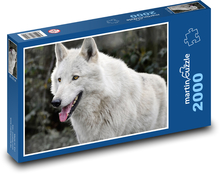Vlk šedivý - šelma, vytie vlkov Puzzle 2000 dielikov - 90 x 60 cm