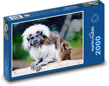 Tamarin - small monkey, animal Puzzle 2000 pieces - 90 x 60 cm