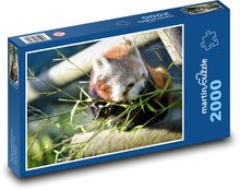 Panda červená - býložravec, zvíře Puzzle 2000 dílků - 90 x 60 cm