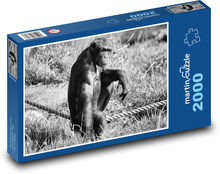 Schimpanse - Affe, Zoo Puzzle 2000 Teile - 90 x 60 cm
