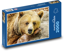 Medvěd hnědý - zvíře, zoo Puzzle 2000 dílků - 90 x 60 cm