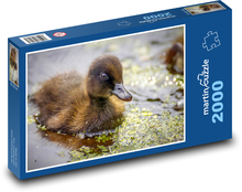 Kaczka - młode, ptak Puzzle 2000 elementów - 90x60 cm