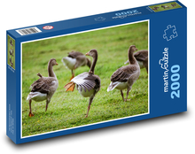 Sivé husi - vtáky, príroda Puzzle 2000 dielikov - 90 x 60 cm