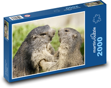 Svišť - hlodavec, zvíře Puzzle 2000 dílků - 90 x 60 cm