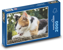 Mačička - domáce zviera, mačiatko Puzzle 2000 dielikov - 90 x 60 cm