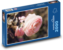 Růže - květ, zahrada Puzzle 2000 dílků - 90 x 60 cm