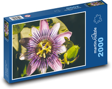 Passionflower - purple flower, plant Puzzle 2000 pieces - 90 x 60 cm