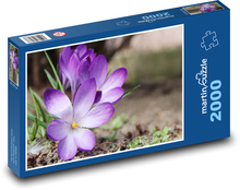 Krokusy - fialové kvety, záhrada Puzzle 2000 dielikov - 90 x 60 cm