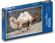 Velbloud - safari, zvíře Puzzle 2000 dílků - 90 x 60 cm
